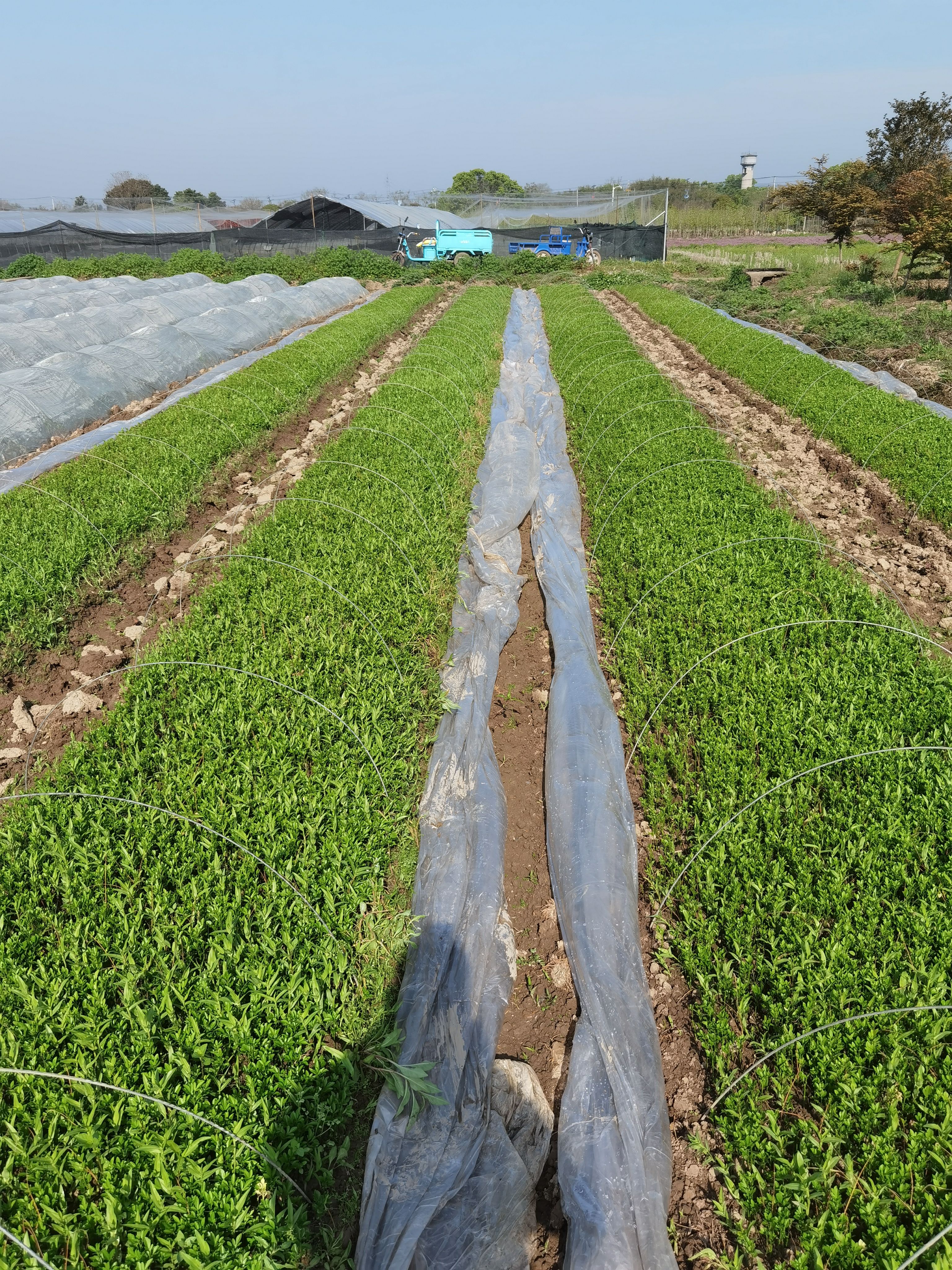 枳壳小苗 枸橘苗 刺苗 浙江绍兴 基地发货 无中间商