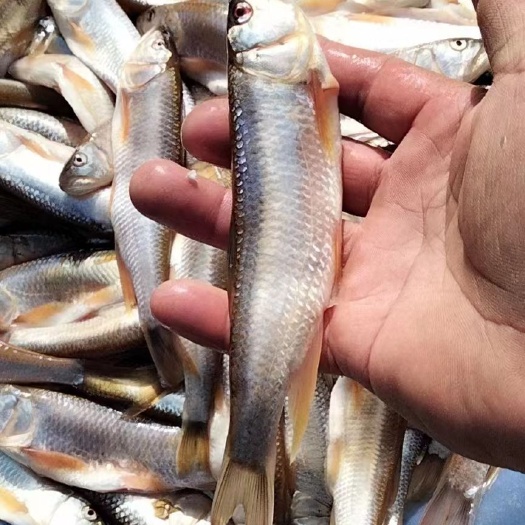喀左县马口鱼 马口白鱼小嘴马口