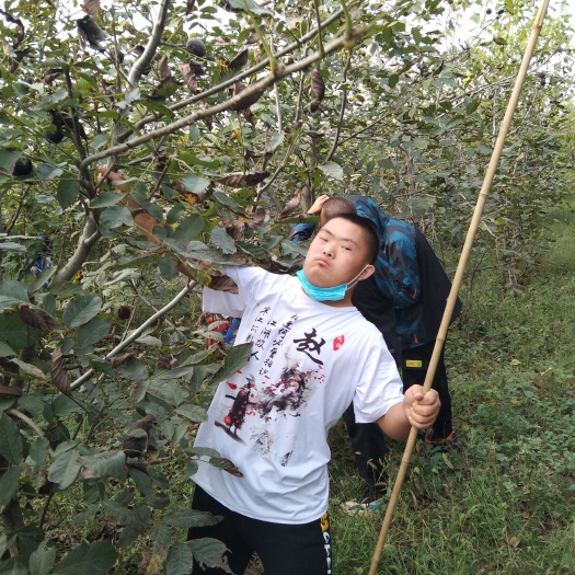 涿州市纸皮核桃苗 出售八年龄8518核桃树