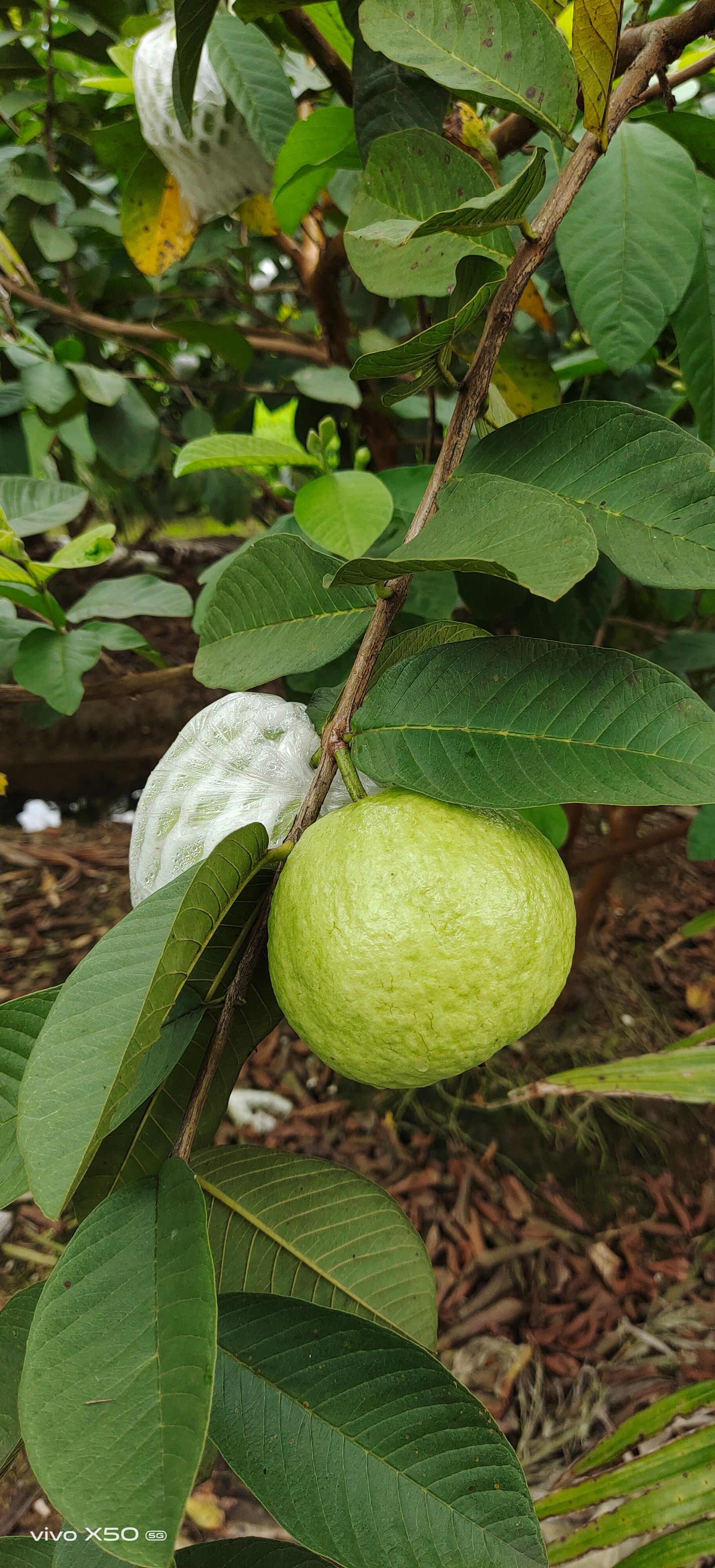 番石榴  白心潘石榴（芭乐）