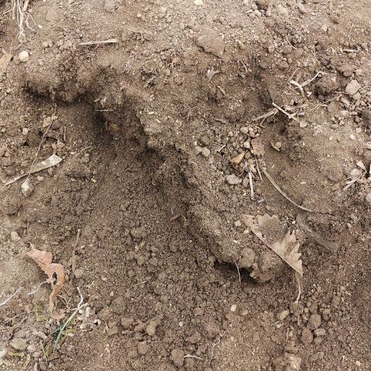 随县营养土 兰花绿植花卉多肉原生土山林土