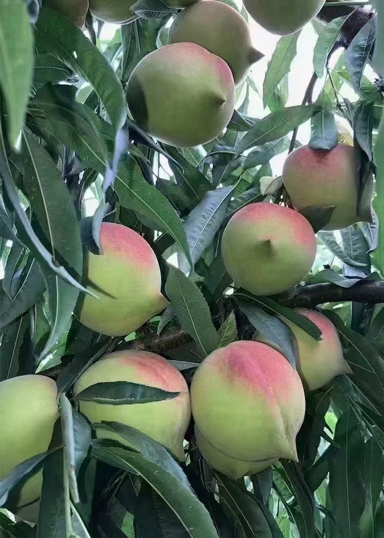 謝石桂的店