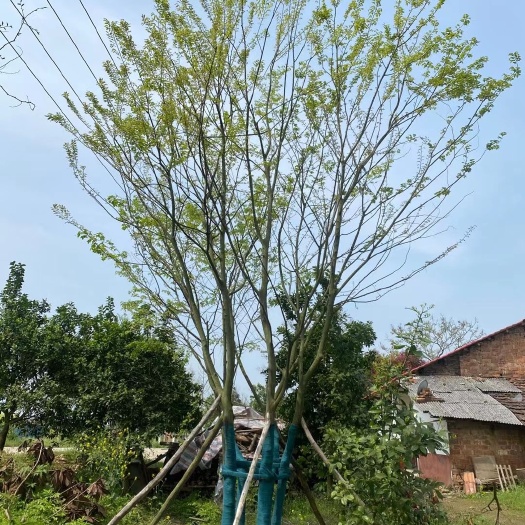 益阳移栽容器丛生朴树