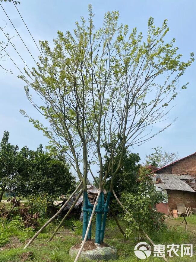 移栽容器丛生朴树