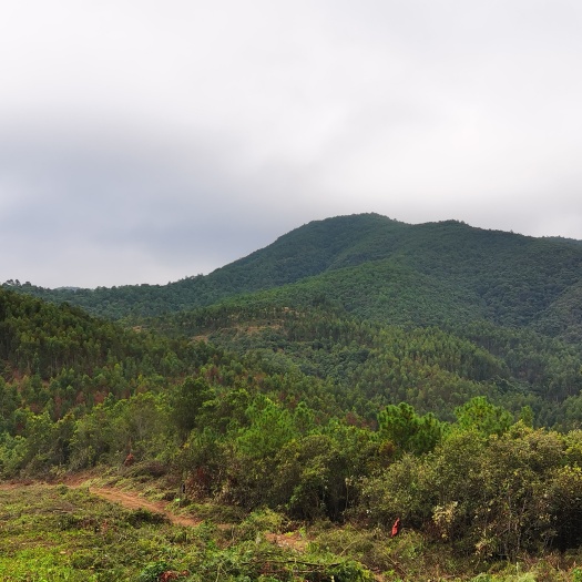 牟定县灌木林地 1000亩储备林林地一次性出租，路，水，电通。