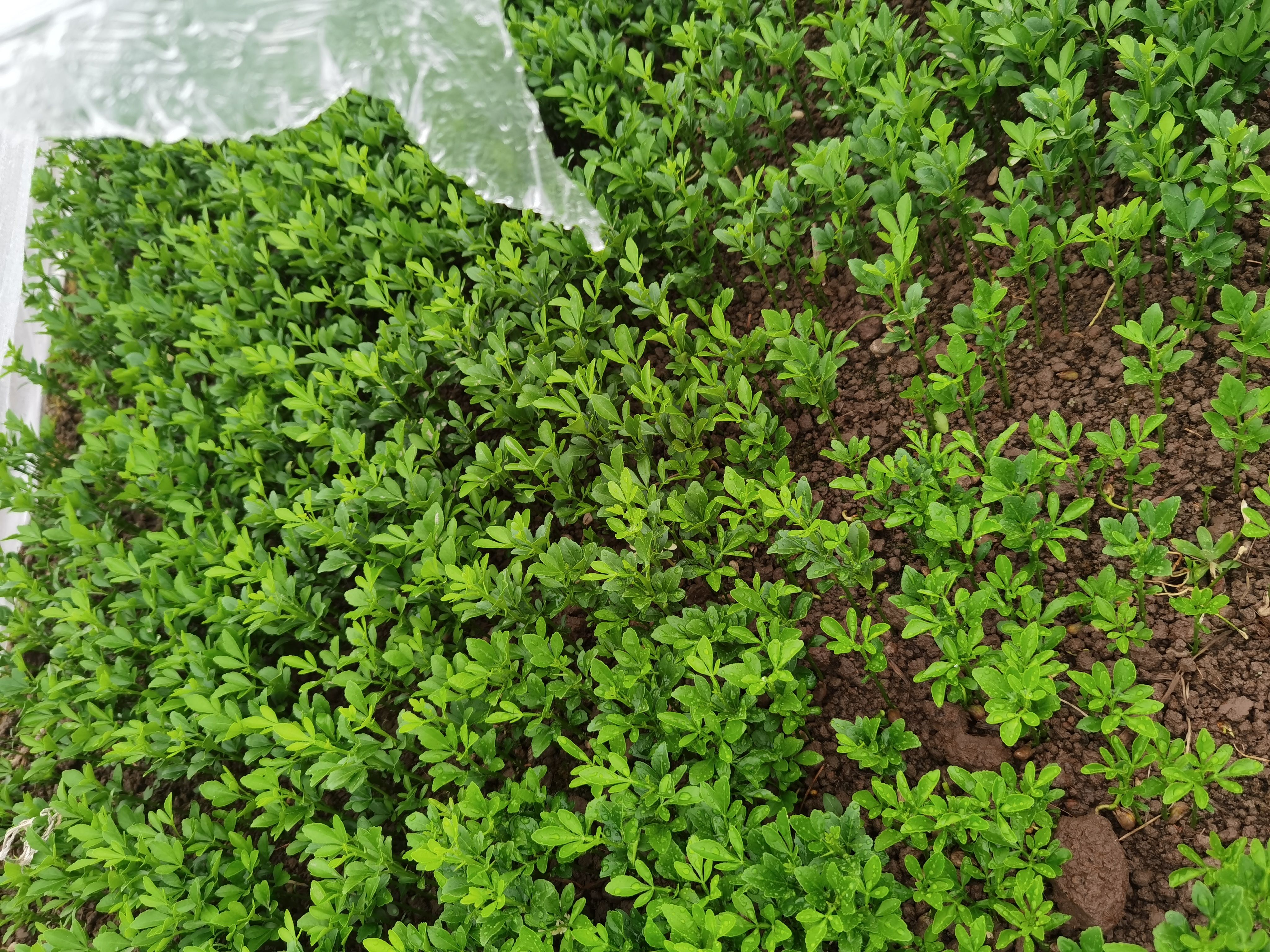 枳壳小苗 枸橘苗 刺苗 浙江绍兴 基地发货 无中间商