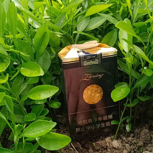 阳朔县香橙苗 香橙小苗