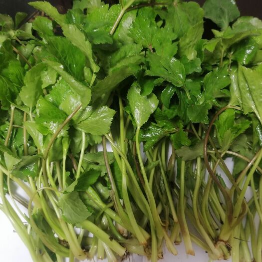 龙里县贵州山野菜