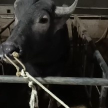 肇庆水牛 屠宰