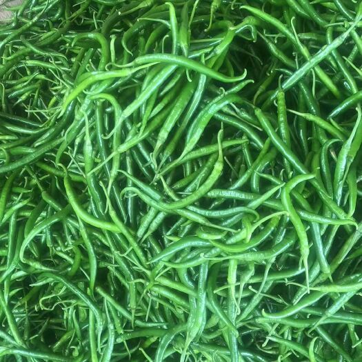 灵山县线椒 广西精品辣椒，现摘大量上市