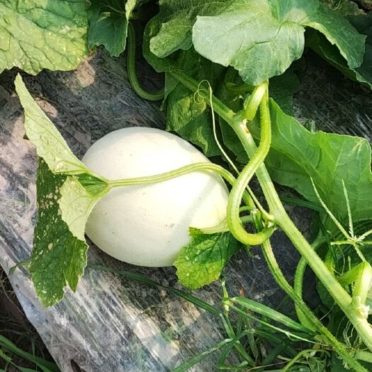 上海玉菇甜瓜 南汇玉菇，头茬