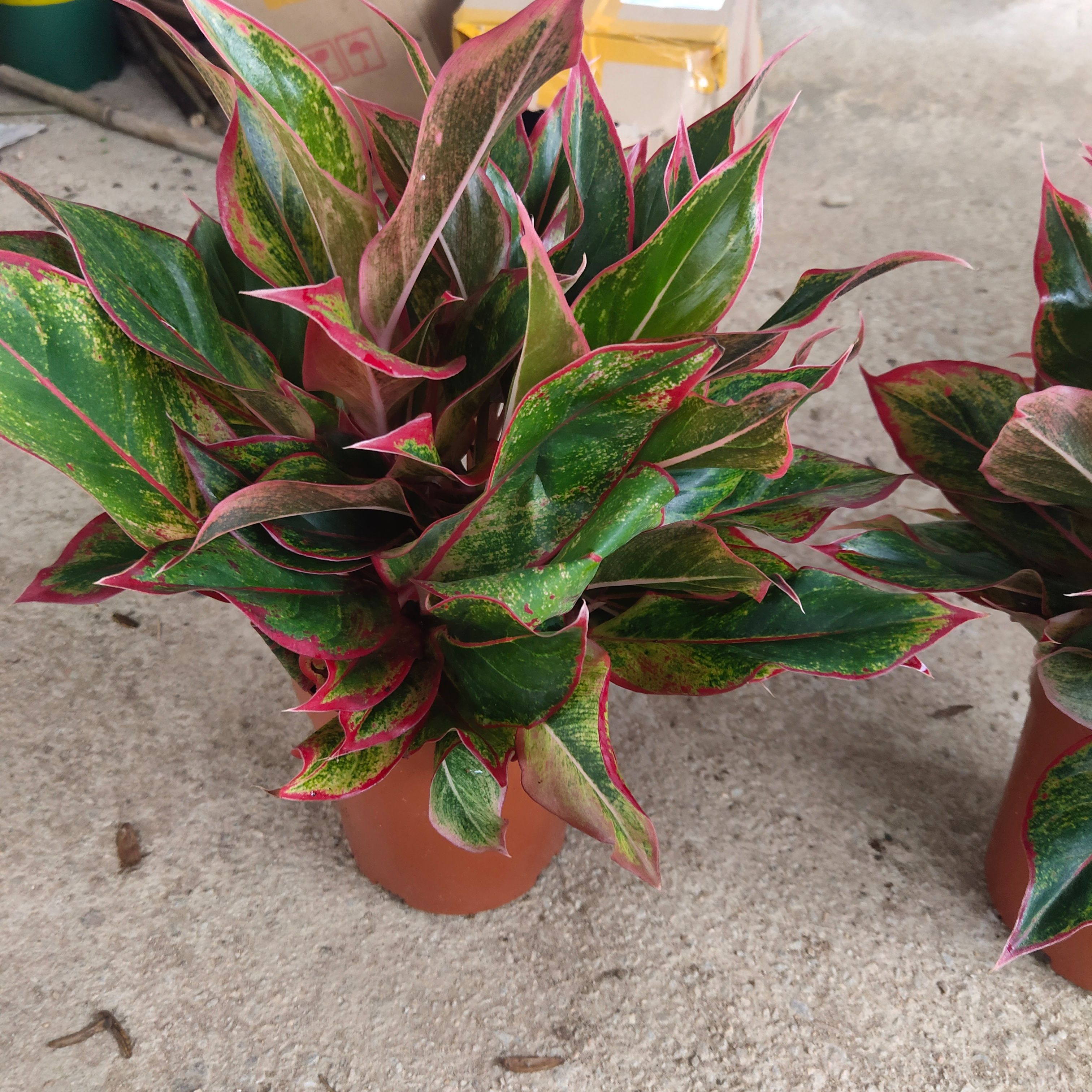 彩叶万年青 万年红150盆（6-8株）