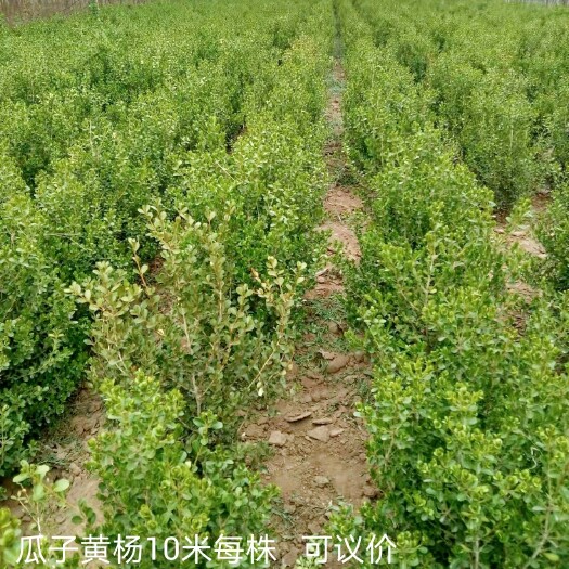 灵宝市瓜子黄杨  可做造型 有需要滴滴我呦