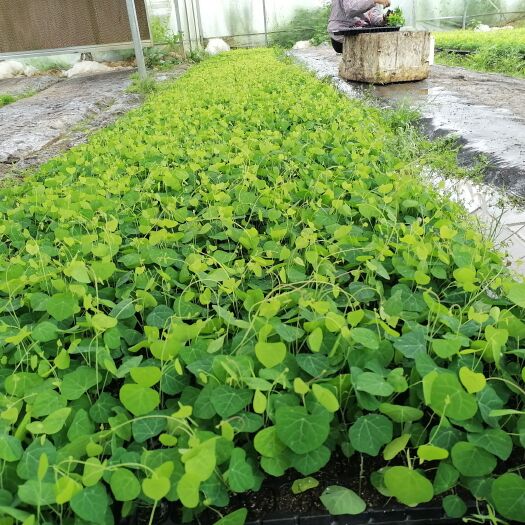 安远县粉防己种苗 粉防己秋冬所播穴盘苗，根系发达，生长快