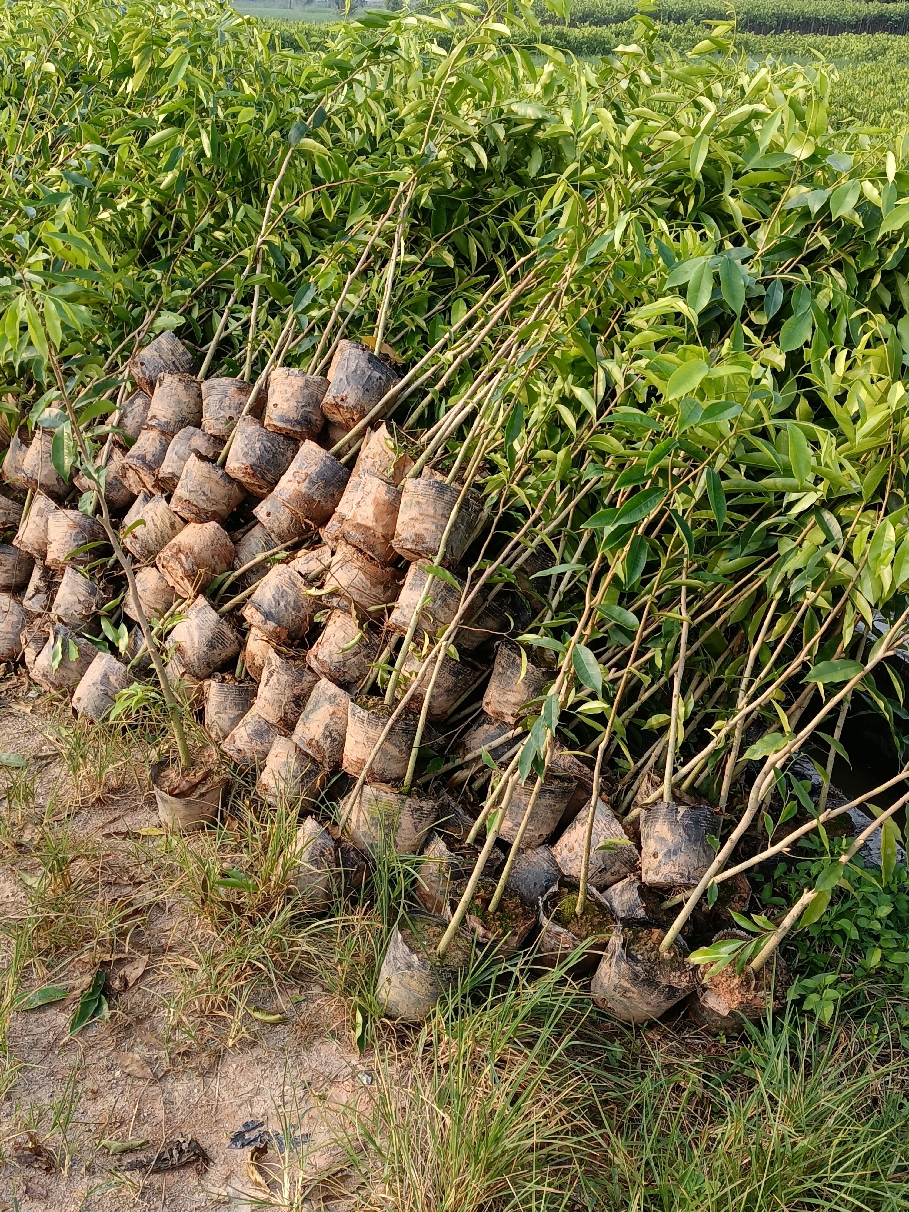 沉香苗 沉香大中杯苗