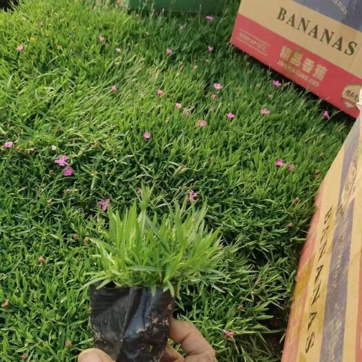 青州市 欧石竹