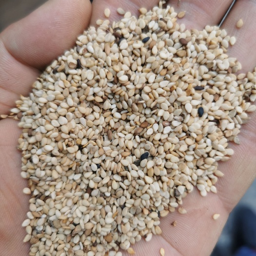 中牟县芝麻 榨油芝麻 石磨油熟芝麻 精选白芝麻 石磨熟油出油率高