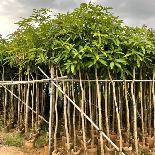 普宁市青芒果苗 绿化芒果移植树苗3-8公分普宁绿化苗种植基地风景树