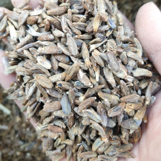 亳州白术种子 发芽率高 改良白术种子 提供种植技术