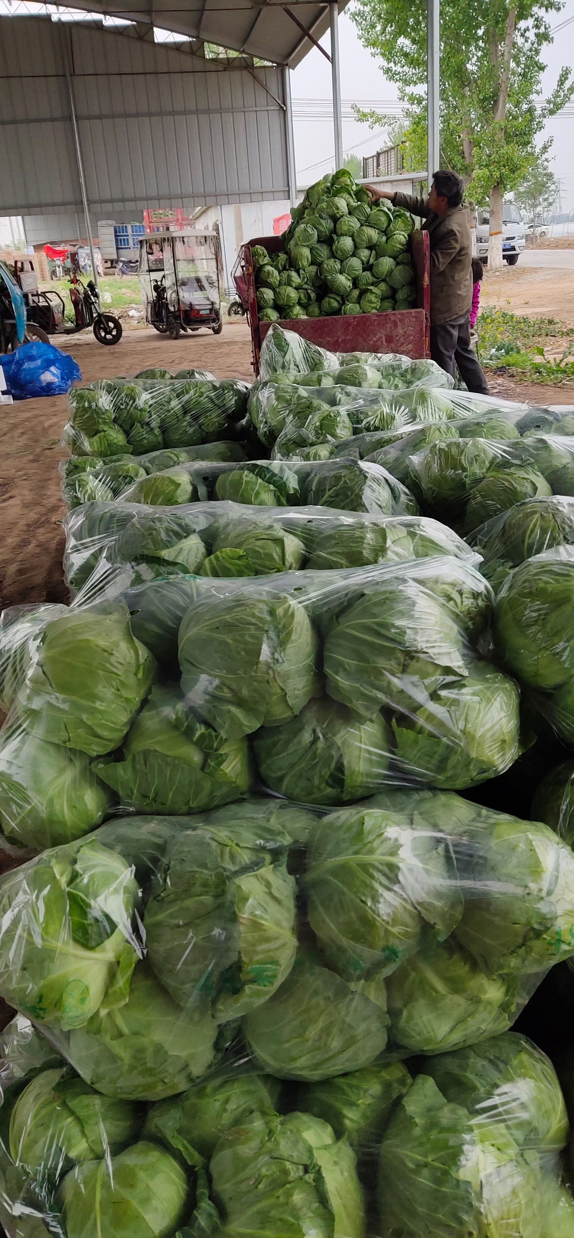 甘蓝，圆包菜，大量上市，欢迎大家前来选购