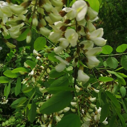 方城县洋槐花