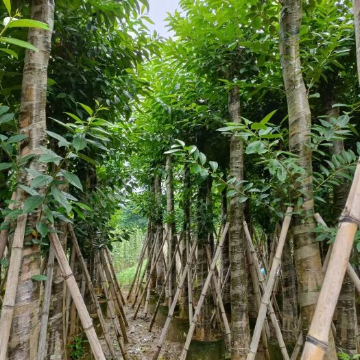 普宁市其它苗木 广东供应12-15分水翁移植苗 绿化苗木行道树