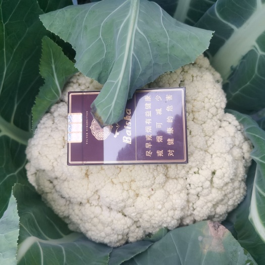 绵阳白花菜花 花菜，散花菜，，大量上市