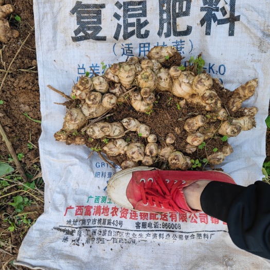 靖西市生姜 自家种的姜，都是放农家肥。量不多
