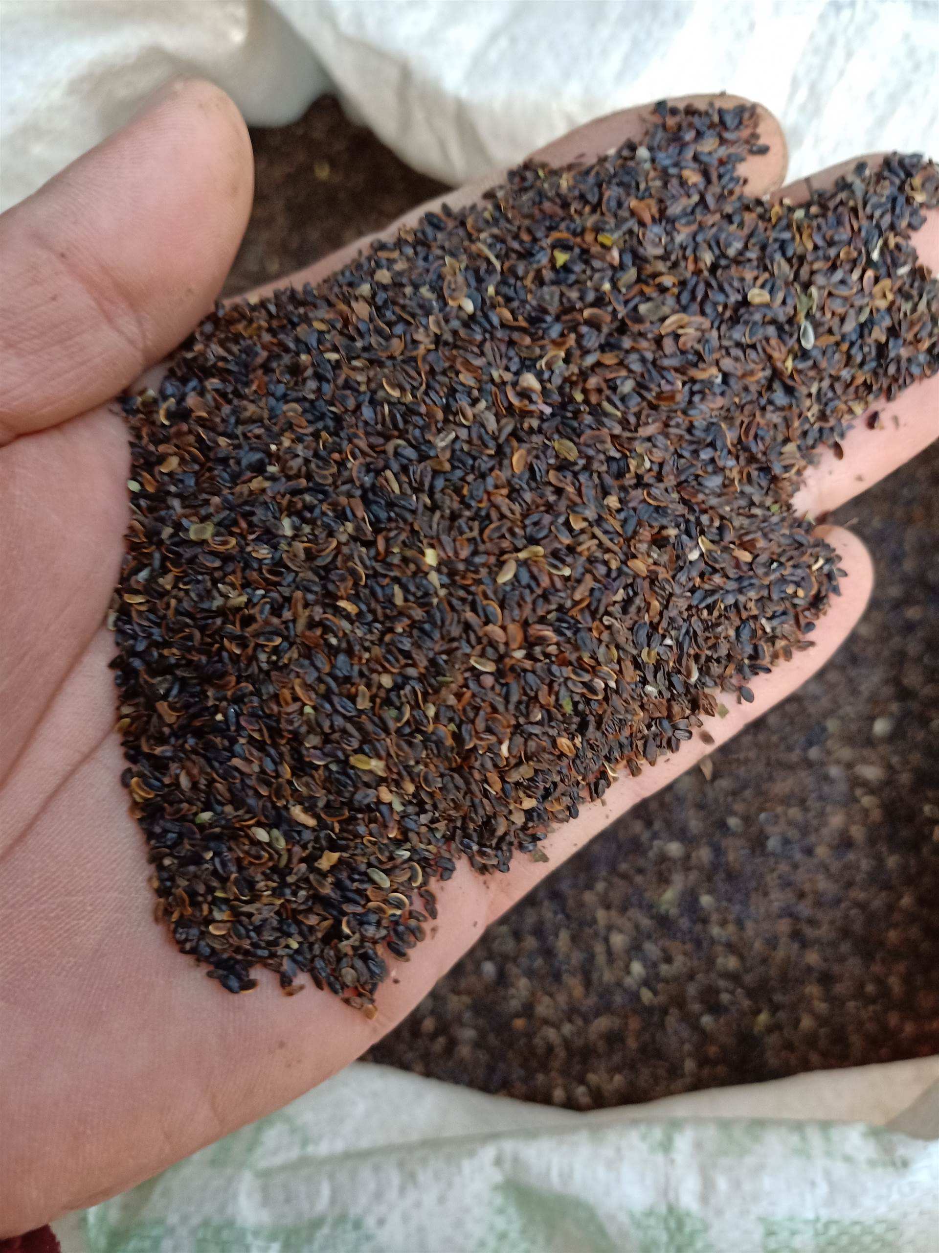 桔梗种子 发芽率有保证 提供种植技术 包回收