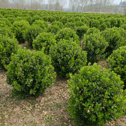 梁山县红罗宾 红叶石楠，大叶黄杨，冬青