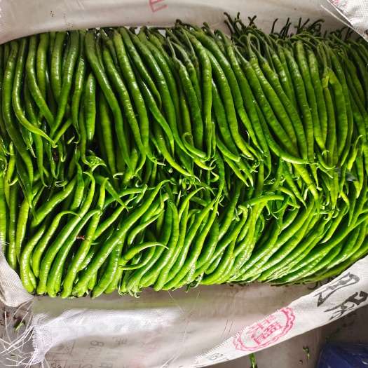 昌乐县 山东线椒