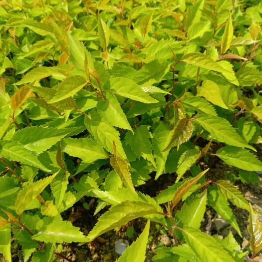 泰安甜樱桃苗 樱桃苗 樱桃小芽苗 高10cm左右  现挖现卖 成