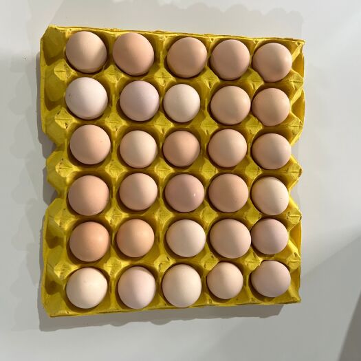 【绿博源直销】土鸡蛋，新杨黑鸡蛋，粉八，农二农五单双日捡日发