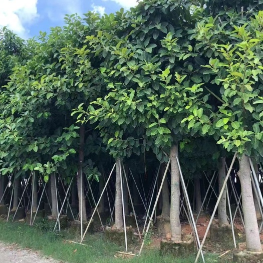普宁市 广东绿化树木假植苗绿化苗木高山榕树苗12-15分