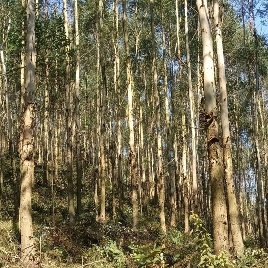 贺州收购桉树，桉树林，山地