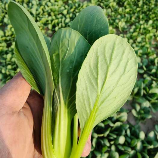 商丘大中小精品小油菜上海青