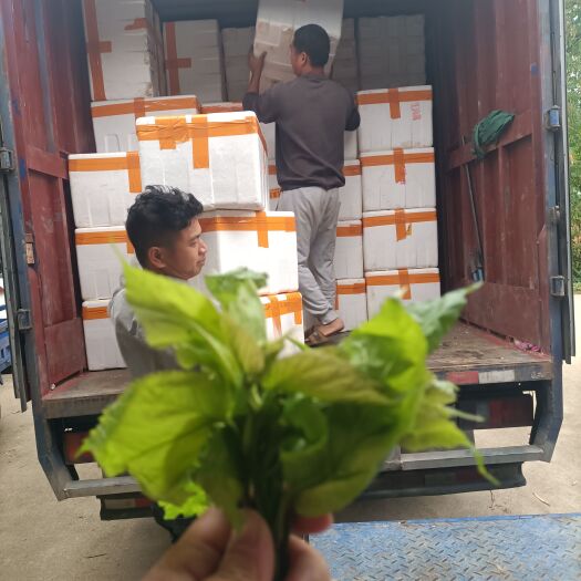 新鲜桑芽！产地直发！貨源稳定！