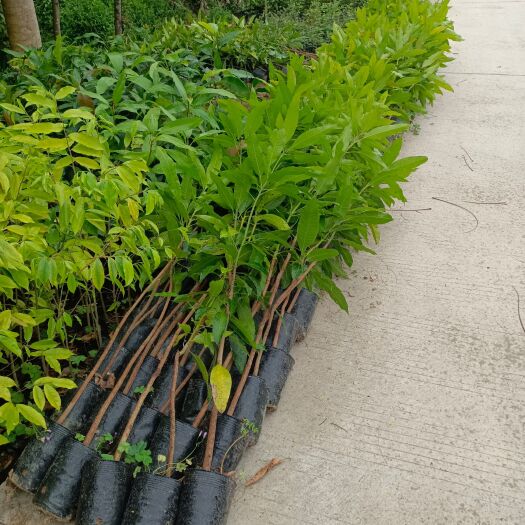 普宁市芒果苗 芒果直生苗