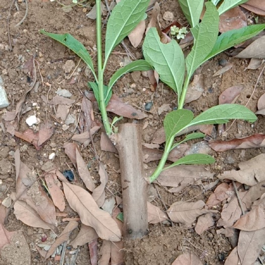 崇左南非叶苗 南方叶苗，南非叶枝条，