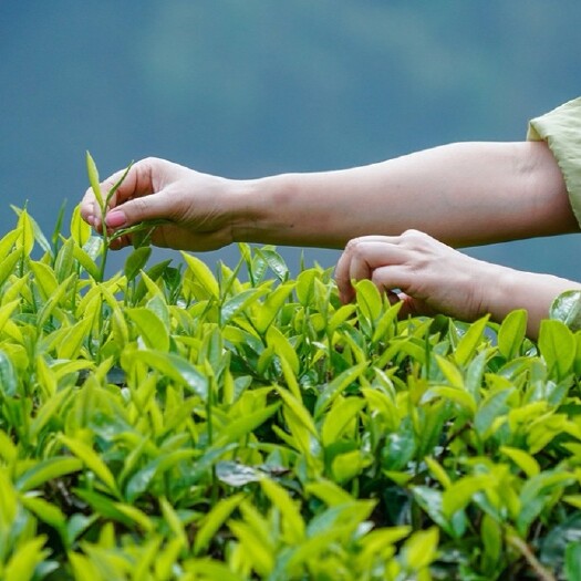 凌云县广西百色市凌云白毫茶高山茶白毫茶桂红红茶毛峰绿茶白茶