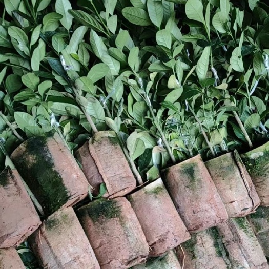 香水柠檬苗