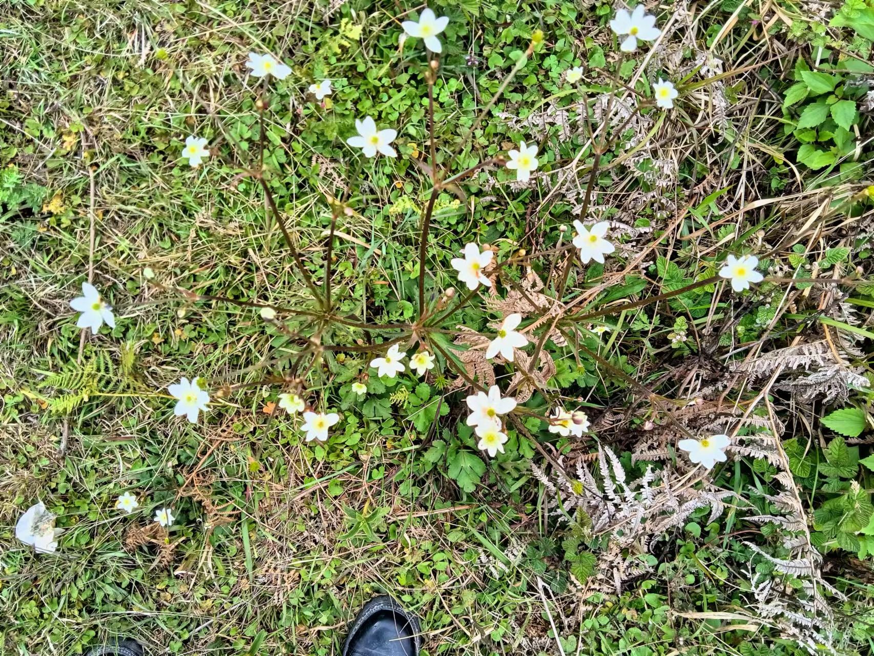 腾冲市 干货虎掌草