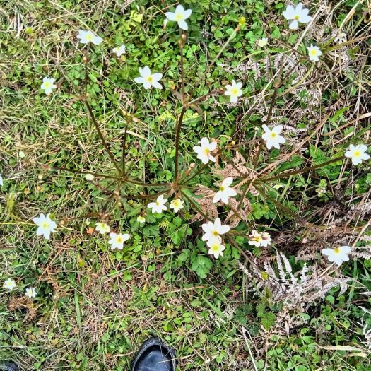 腾冲市 干货虎掌草