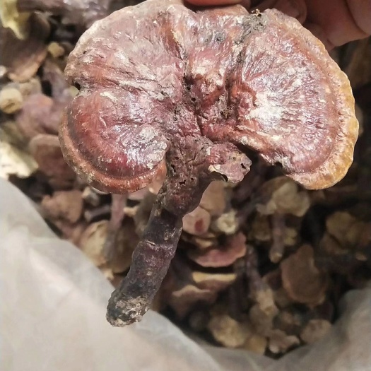 泸水市赤灵芝  5公分以上的红灵芝