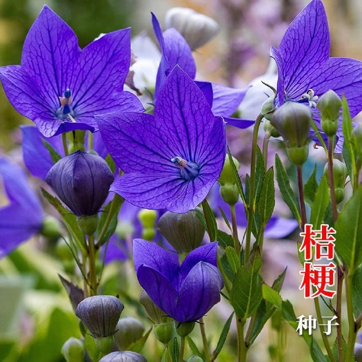 亳州桔梗种子 发芽率有保证 提供种植技术 包回收