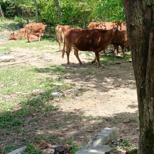 永顺县 湘西生态黄牛