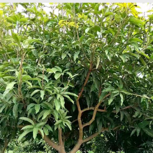 芒果苗 适合河提公园马路园林绿化工程芒果树