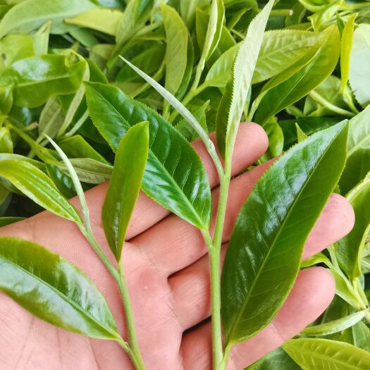 保山 高山云雾绿茶