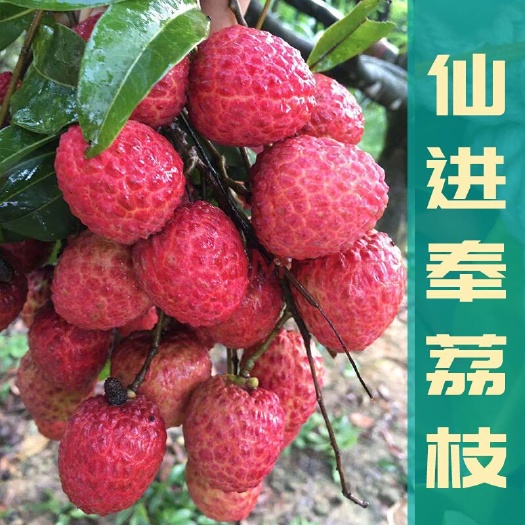 广州广东增城仙进奉荔枝