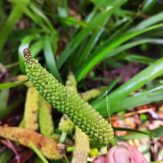 龙川县 红皮，粉红色肉石菖蒲种仔